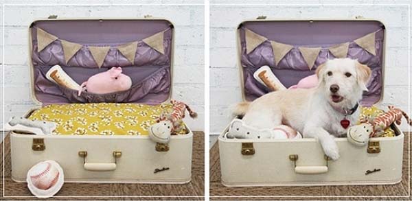 cama-para-mascotas-hecha-con-una-maleta